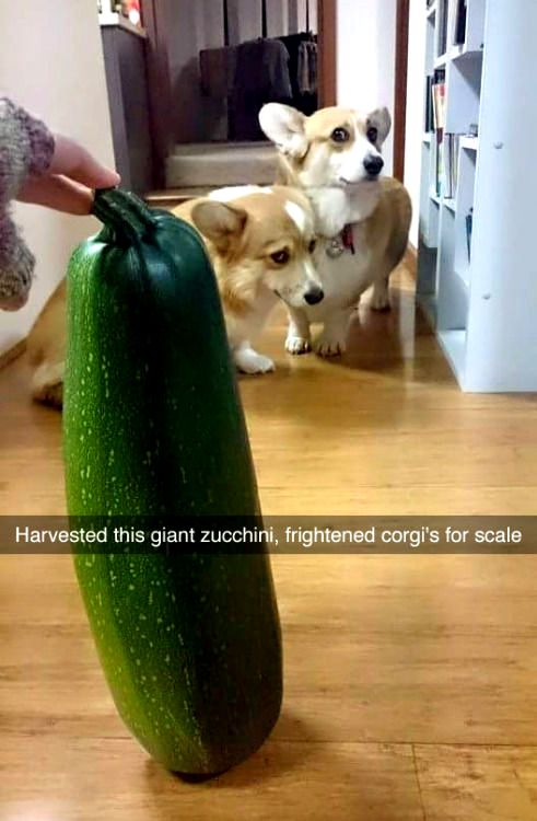 psi prestrašeni zbog velike tikvice